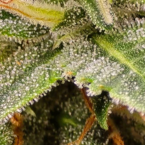 GOAT'lato Auto growlog timeline photo