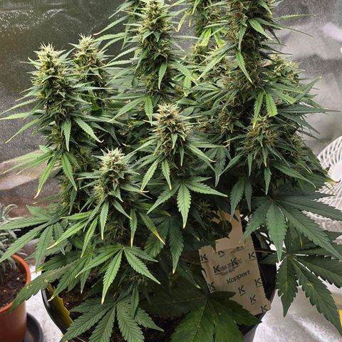 GOAT'lato Auto growlog timeline photo