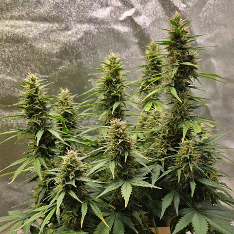 GOAT'lato Auto growlog timeline photo