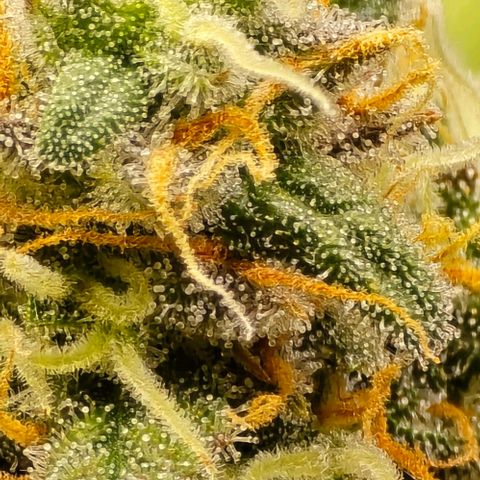 Bubble Kush Auto growlog timeline photo