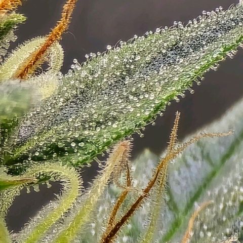GOAT'lato Auto growlog timeline photo