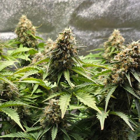 Bubble Kush Auto growlog timeline photo