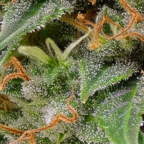 GOAT'lato Auto growlog timeline photo
