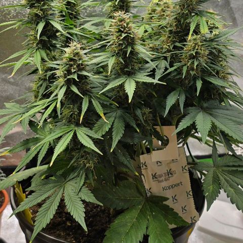 GOAT'lato Auto growlog timeline photo