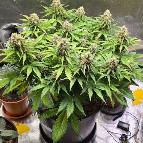 Bubble Kush Auto growlog timeline photo