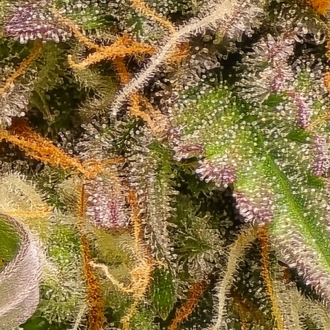 Bubble Kush Auto growlog timeline photo