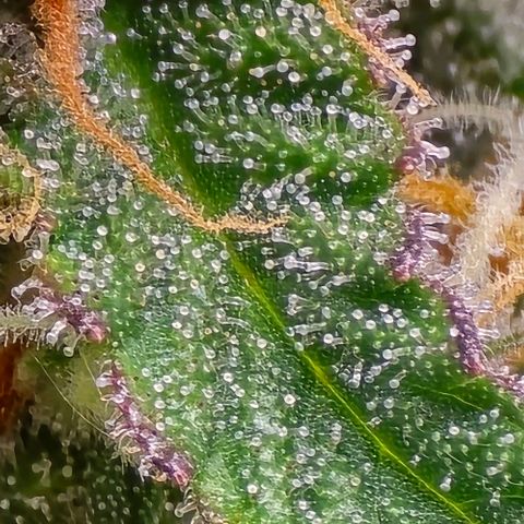 Bubble Kush Auto growlog timeline photo
