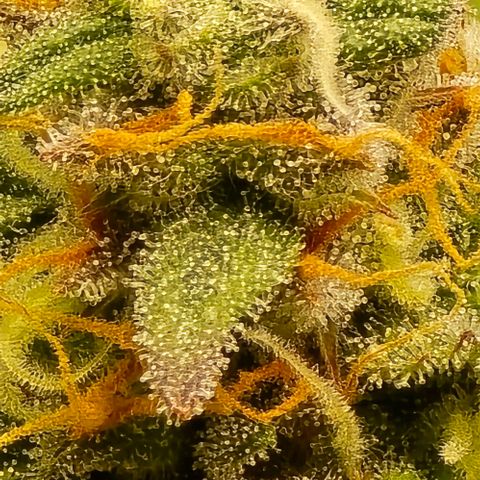Bubble Kush Auto growlog timeline photo