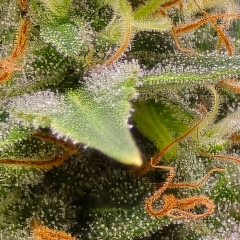 GOAT'lato Auto growlog timeline photo