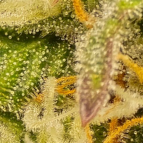 Bubble Kush Auto growlog timeline photo