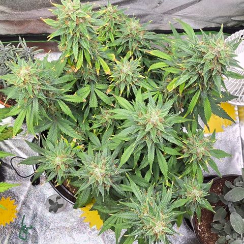 GOAT'lato Auto growlog timeline photo
