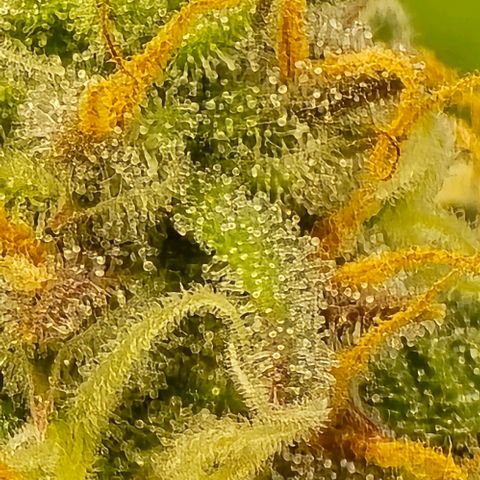 Bubble Kush Auto growlog timeline photo