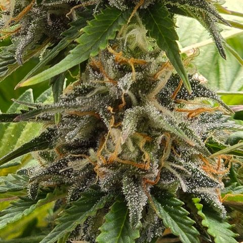 Bubble Kush Auto growlog timeline photo