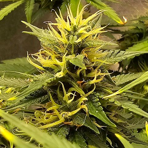 GOAT'lato Auto growlog timeline photo