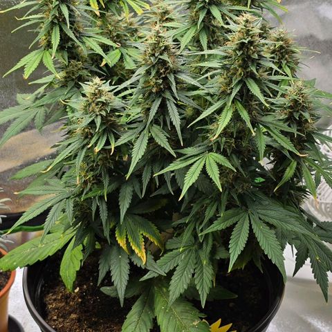 GOAT'lato Auto growlog timeline photo