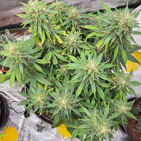 GOAT'lato Auto growlog timeline photo