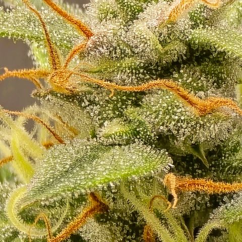 GOAT'lato Auto growlog timeline photo