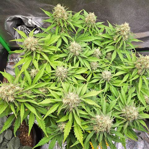 Bubble Kush Auto growlog timeline photo