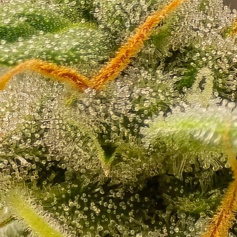 GOAT'lato Auto growlog timeline photo