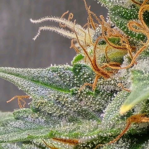 GOAT'lato Auto growlog timeline photo