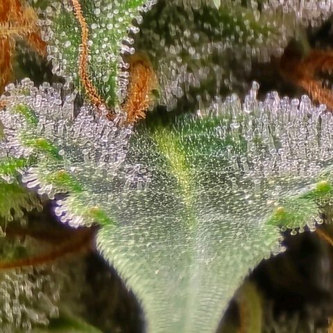 GOAT'lato Auto growlog timeline photo