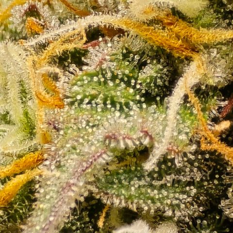Bubble Kush Auto growlog timeline photo