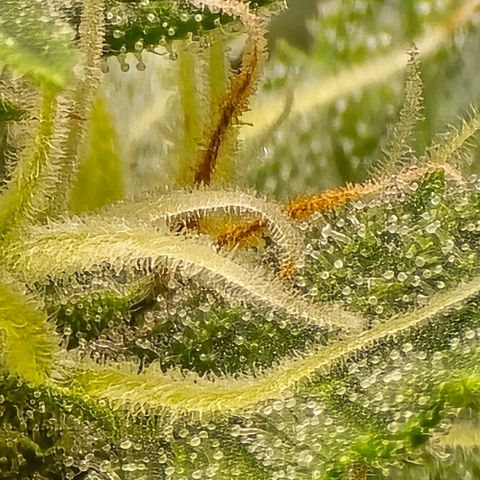 GOAT'lato Auto growlog timeline photo