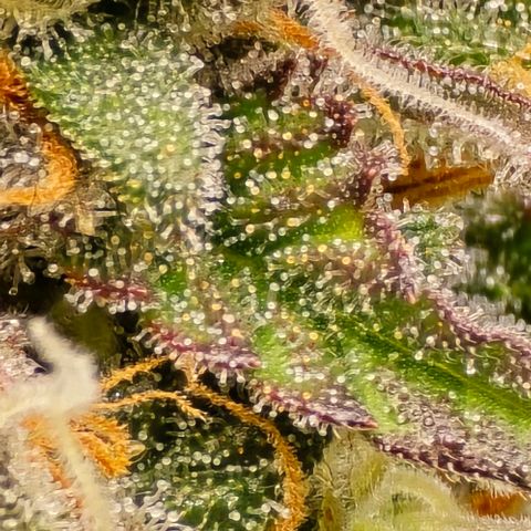 Bubble Kush Auto growlog timeline photo