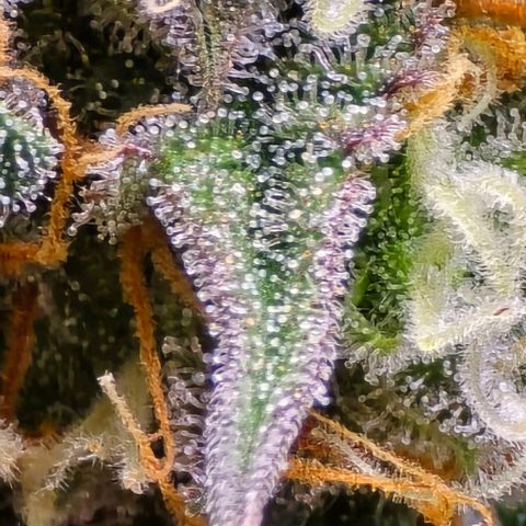 Bubble Kush Auto growlog timeline photo