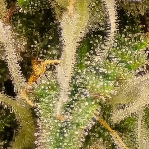 Bubble Kush Auto growlog timeline photo