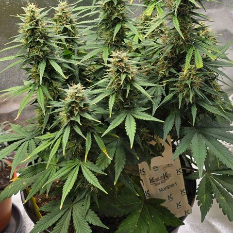 GOAT'lato Auto growlog timeline photo