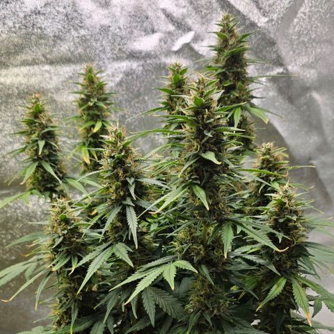 GOAT'lato Auto growlog timeline photo