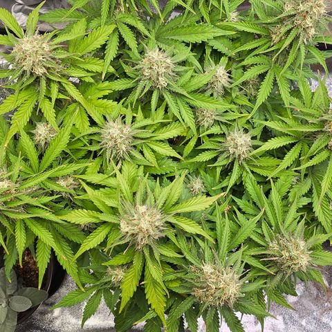 Bubble Kush Auto growlog timeline photo