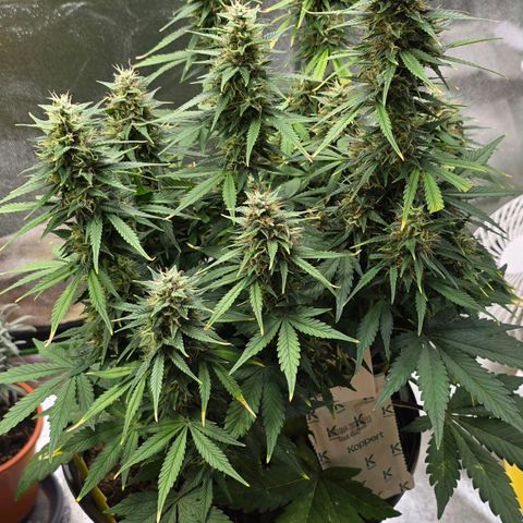 GOAT'lato Auto growlog timeline photo