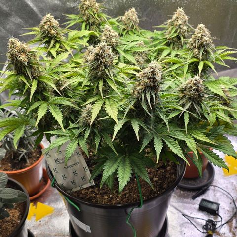 Bubble Kush Auto growlog timeline photo