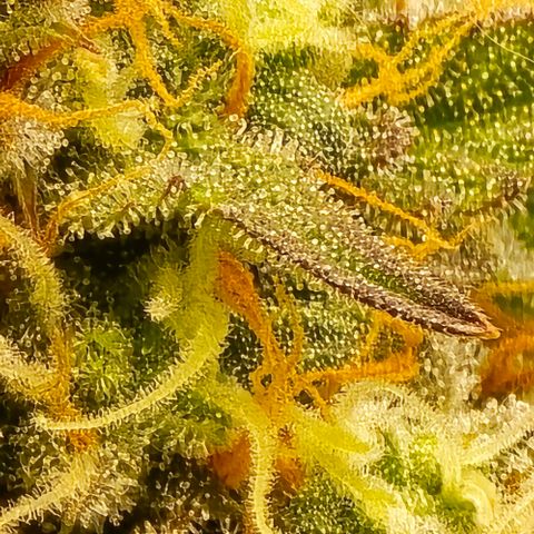 Bubble Kush Auto growlog timeline photo