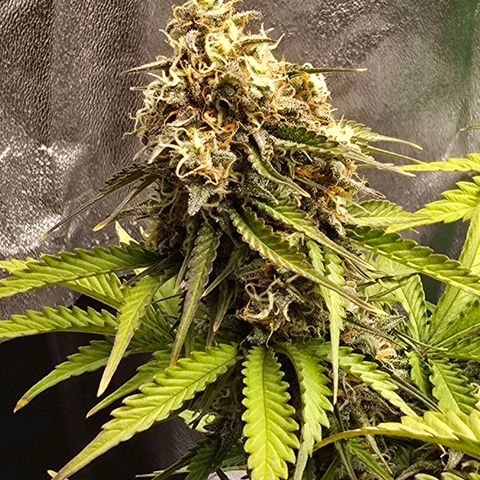 Bubble Kush Auto growlog timeline photo