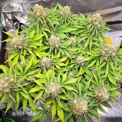 Bubble Kush Auto growlog timeline photo