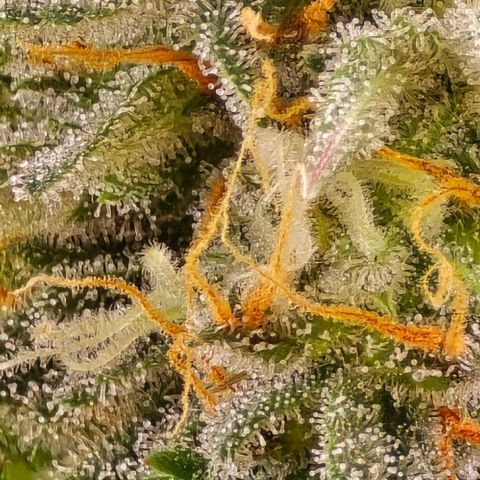 Bubble Kush Auto growlog timeline photo