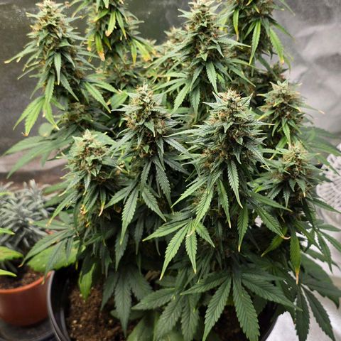 GOAT'lato Auto growlog timeline photo