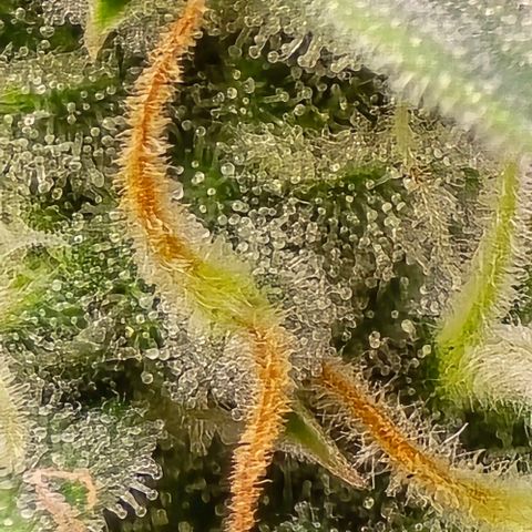 GOAT'lato Auto growlog timeline photo
