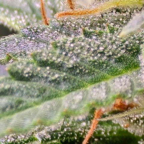 GOAT'lato Auto growlog timeline photo