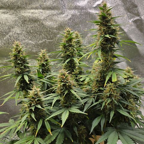 GOAT'lato Auto growlog timeline photo