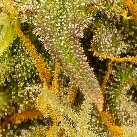 Bubble Kush Auto growlog timeline photo