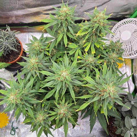 GOAT'lato Auto growlog timeline photo