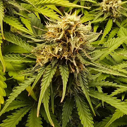 Bubble Kush Auto growlog timeline photo