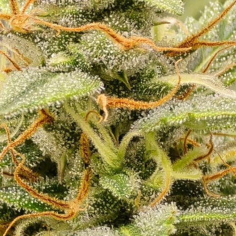 GOAT'lato Auto growlog timeline photo