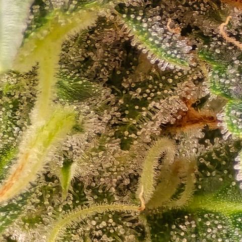 GOAT'lato Auto growlog timeline photo