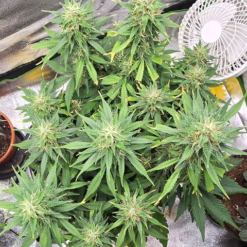 GOAT'lato Auto growlog timeline photo