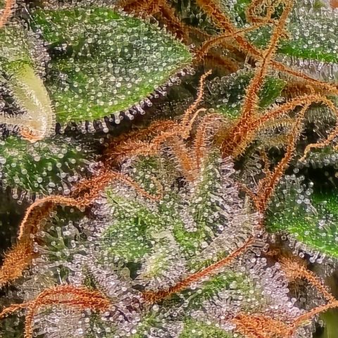 GOAT'lato Auto growlog timeline photo